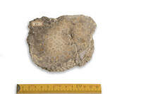 F 00057
<br/>
<br/>
<em></em>